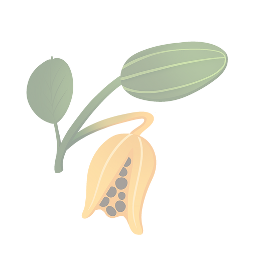 Bush_Passionfruit_edited.png