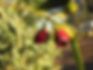 ShowImage (1).jpeg
