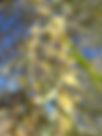 ShowImage (1).jpeg