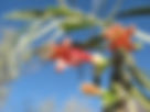 ShowImage (1).jpeg
