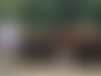 The 2025 Drought and Its Impact on UK Halal Beef Supplies