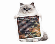 6DC1B6E1-B91E-46B9-BA53-1970166D90F1.PNG