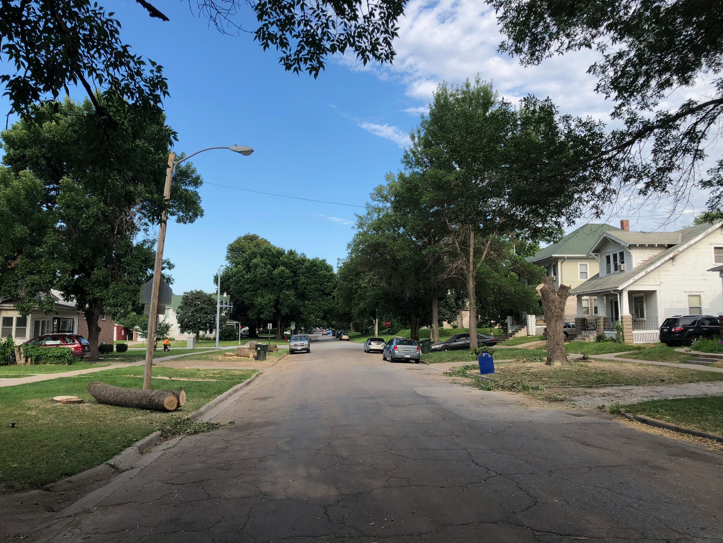 Cut tree street view.jpg