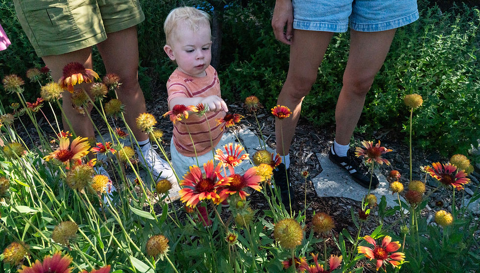Small child at a Denver, Colorado farm points at a native blanketflower