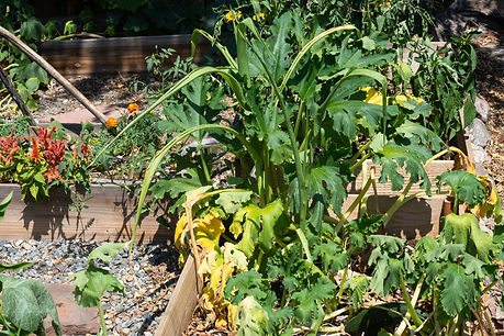 Garden that needs watering in Denver