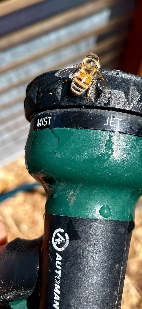 bee rests on a spray nozzle getting a drink