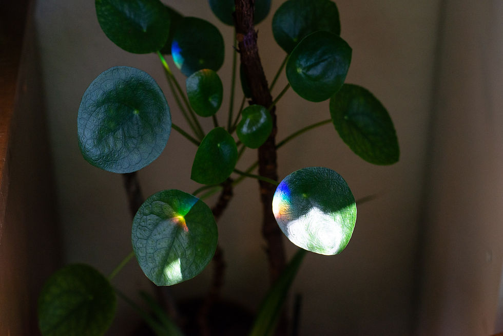 pilea plant in a home in Denver, Colorado