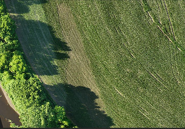 Mapping: Corn Field Orthomosaic Closeup
