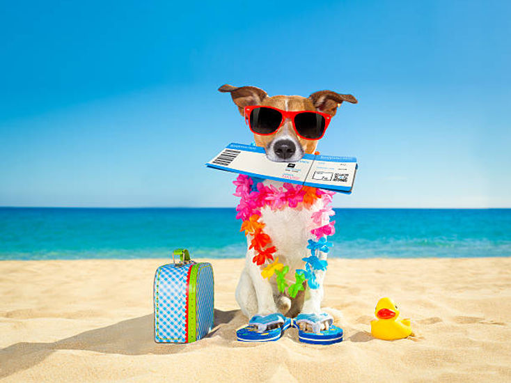 Puppy passport to fun with Jel Shots at the beach