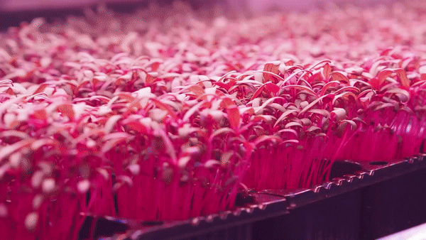Urban Farming