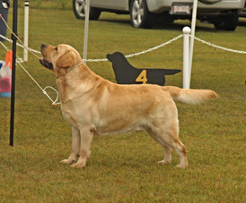 V: Blomwood Royal Major Globtrotter aka "Radek"