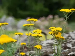 Три самых красивых альпийских сада во Французской Швейцарии