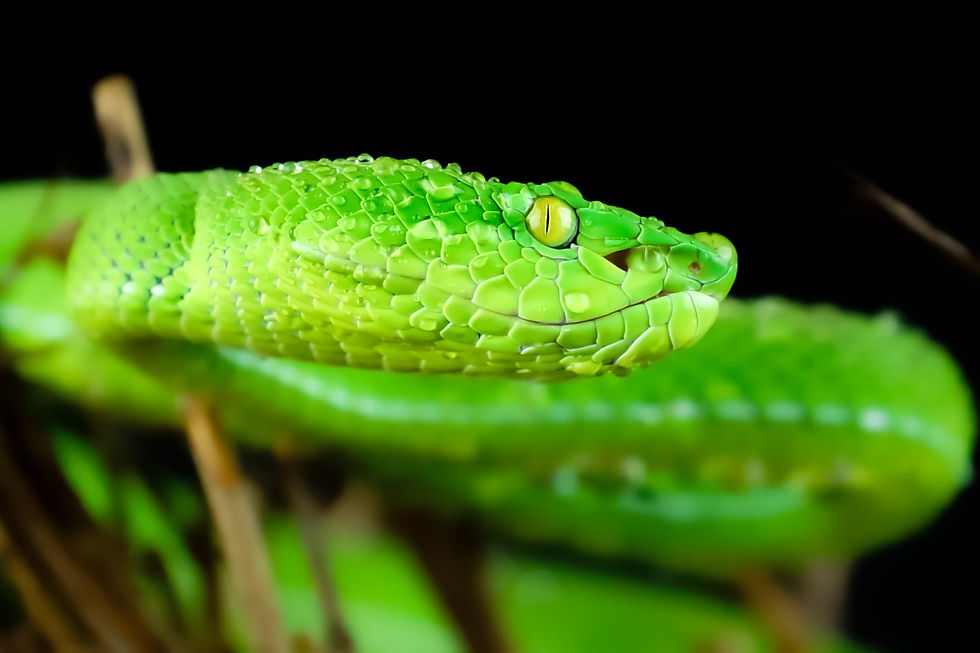 Выставка стала настоящим чудом для любителей природы // Reptiles Expo