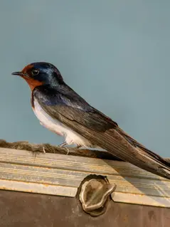 Лозанна возвращает в город ласточек, стрижей и летучих мышей