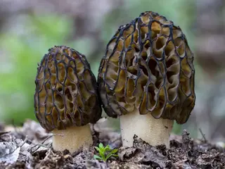 Весенние грибы в Швейцарии: от лесной тропы до тарелки