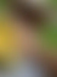 В Высшей технической школе Цюриха разработан более полезный шоколад