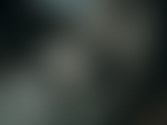 Как собак – «зелёные» предлагают обложить кошек налогом