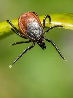Как максимально защитить себя от клещей