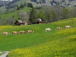 Праздник возвращения домашнего скота с гор в Урнеше