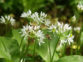Черемша в швейцарской кухне: весенний вкус кантонов