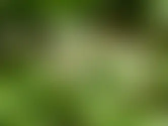 Черемша в швейцарской кухне: весенний вкус кантонов