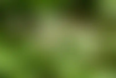 Черемша в швейцарской кухне: весенний вкус кантонов