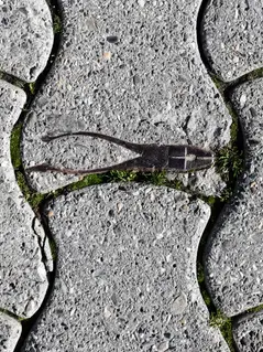 Неизвестная Швейцария: Рипоннский коготь и его таинственное исчезновение