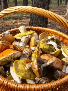 Любителям грибов придётся ограничить их сбор