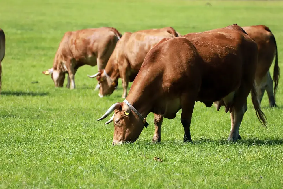 Самообеспечение Швейцарии  продуктами сельского хозяйства закончилось