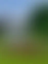 Прогулки по швейцарским садам