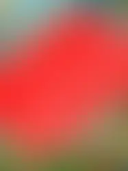 Совсем не рождественская история о несостоявшейся натурализации в Швейцарии