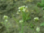Открытие сделали благодаря наблюдениям за растением Arabidopsis thaliana