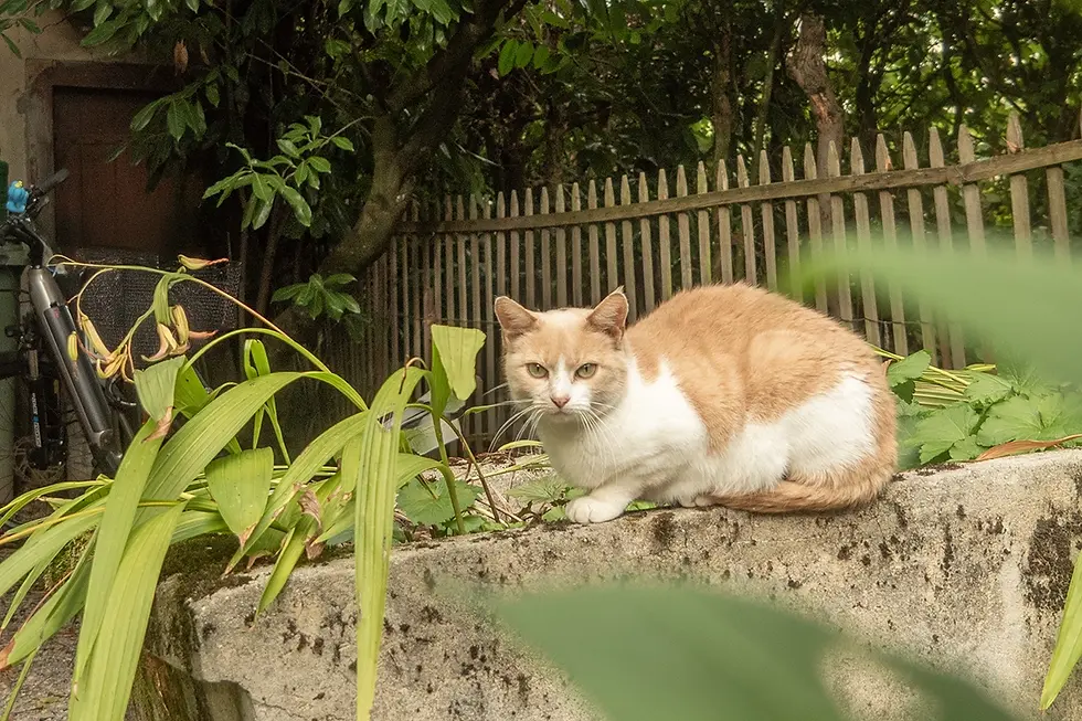 Семейная пара подала в суд на соседа из-за утонувшего в бассейне кота