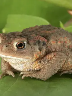 Реконструкция века: в долине Жу обновили туннель и спасли сотни животных