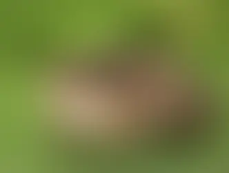 Реконструкция века: в долине Жу обновили туннель и спасли сотни животных