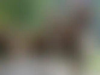 Праздник спуска скота с альпийских пастбищ в Сен-Серге