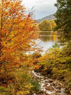 Интерактивная карта: когда и где любоваться листопадом в Швейцарии