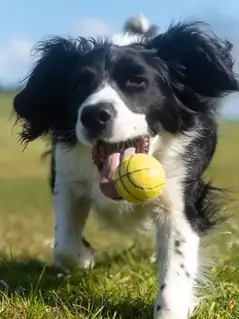 Четвероногие картежники: учёные раскрыли азартную природу собак