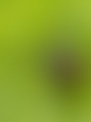 Швейцарские клещи переносят недавно выявленный вирус Алонгшан