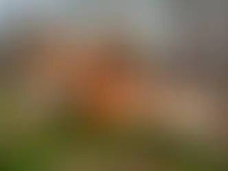 Как сохранить биоразнообразие и не отравиться грибами