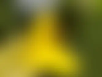 Незваный гость: почему клещи опасны даже внутри дома?