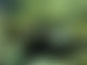 Лозаннский стартап намерен перерабатывать инвазивные мидии