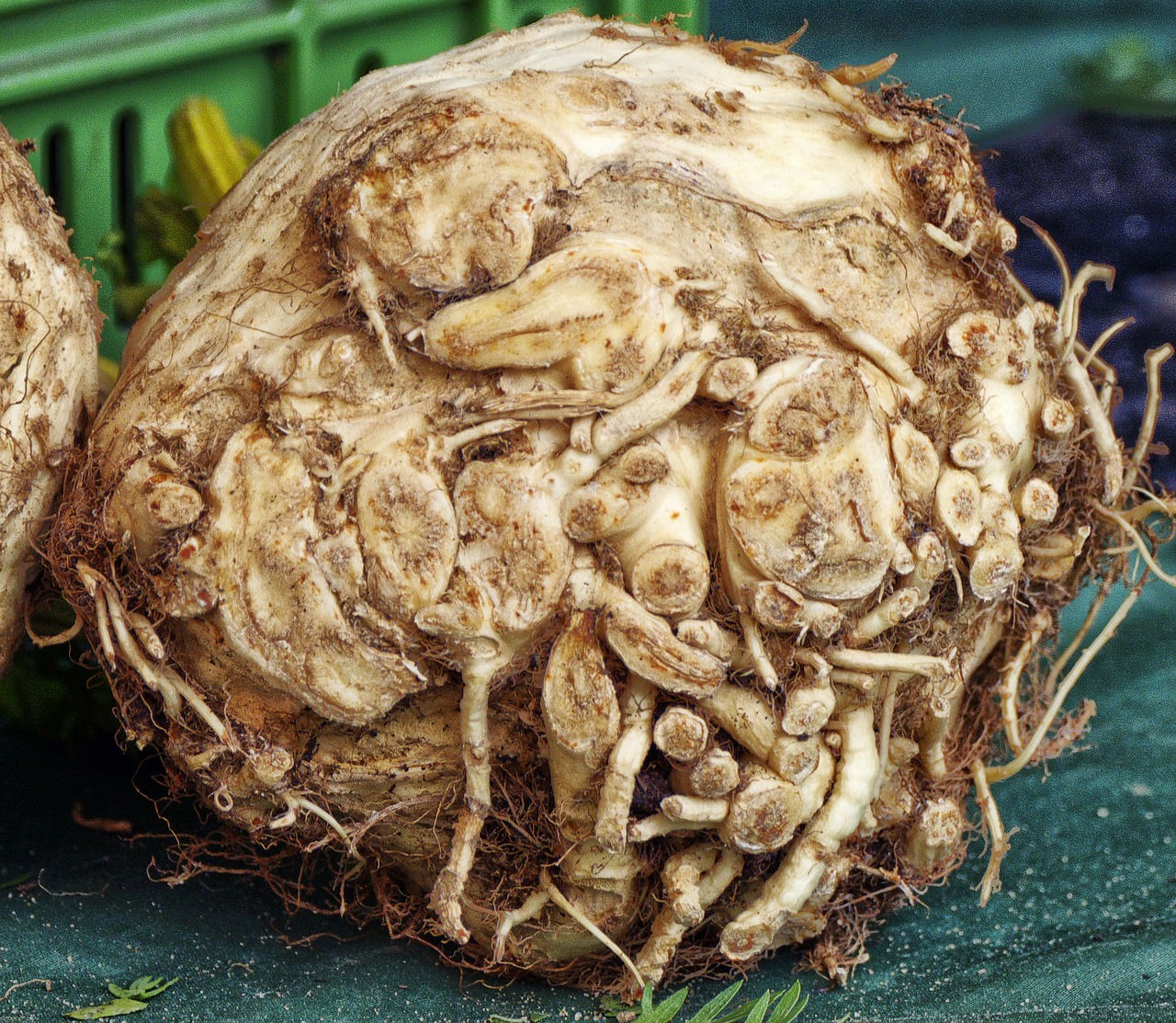 Celeriac Head Large