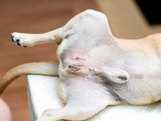 Clínica Veterinária de Taquari realiza campanha de CASTRAÇÃO de cães e gatos machos