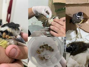 TAQUARI/RS: Bem-te-vis recebem atendimento veterinário através da ONG SALVADORES