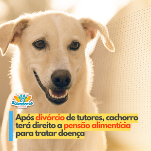 Após divórcio de tutores, cachorro terá direito a pensão alimentícia para tratar doença