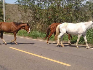 Prefeitura de Taquari/RS anuncia que recolherá cavalos soltos em locais públicos