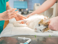Os animais sentem dor na castração? 