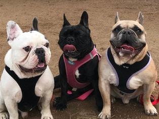 Cachorros da Lady Gaga são sequestrados durante passeio e passeador é baleado durante ação