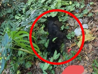 TAQUARI/RS: Animais são vítimas de maus tratos e negligência